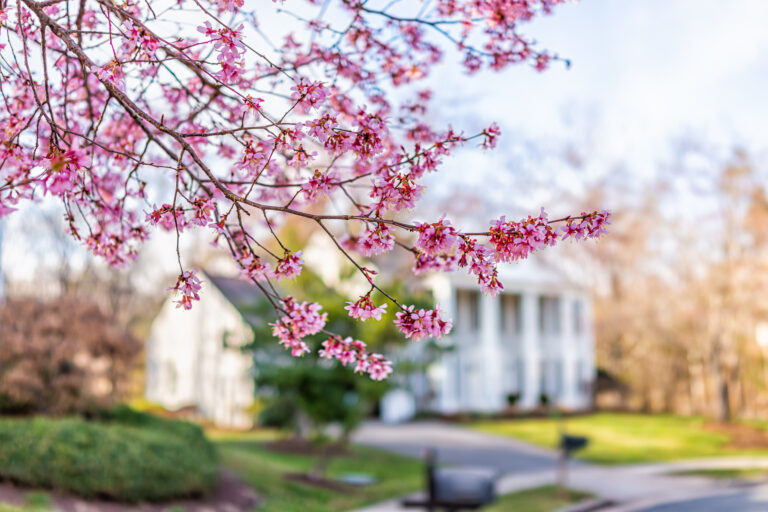 pinkcherryblossomsakuratreeflowersonbranchesinforeground top interior exterior painters victoria bc van isle paint